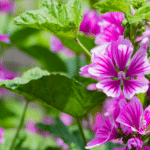 Pianta di malva
