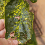 Septoriosi