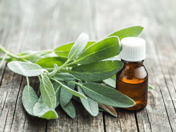 benefici della salvia