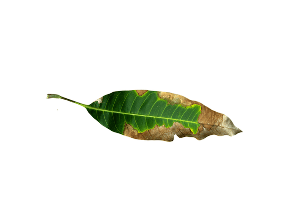 cancro rameale