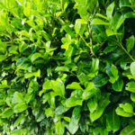 pianta di alloro