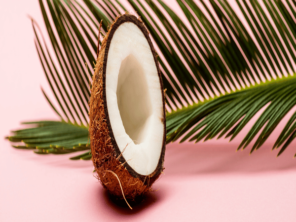 pianta di cocco